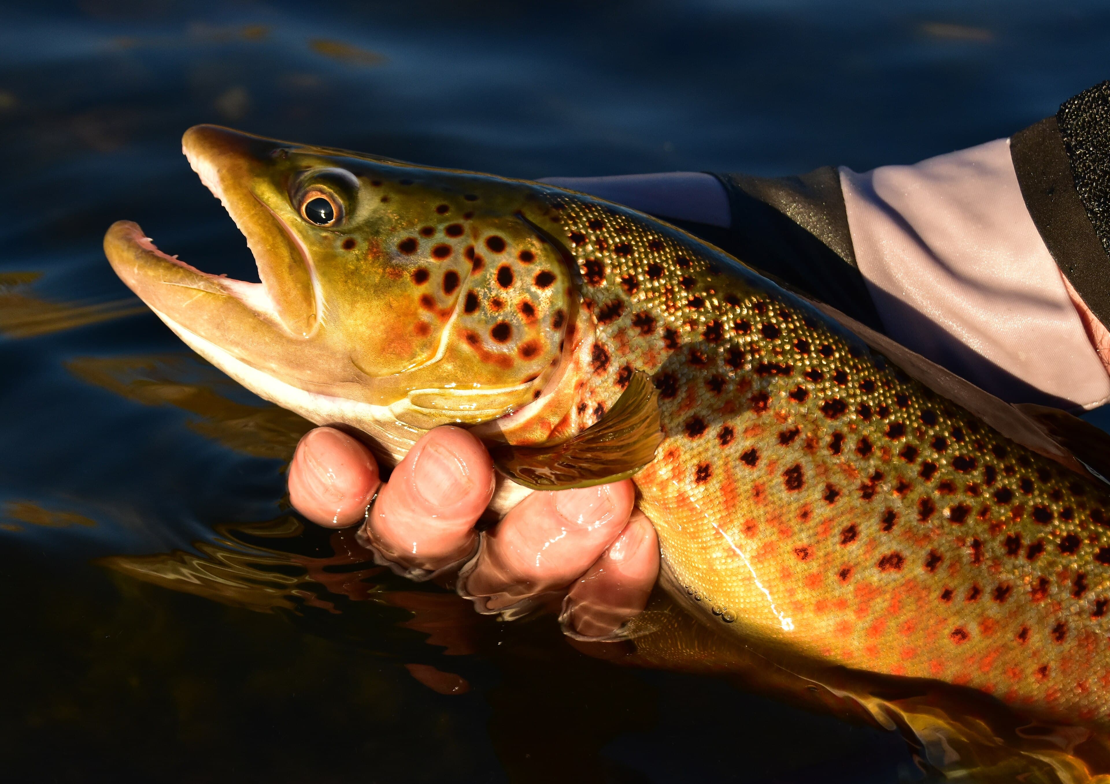Catch-and-release of a brown trout at Seedskadee National Wildlife Refuge, September 2019. Photo by Tom Koerner, U.S. Fish and Wildlife Service.