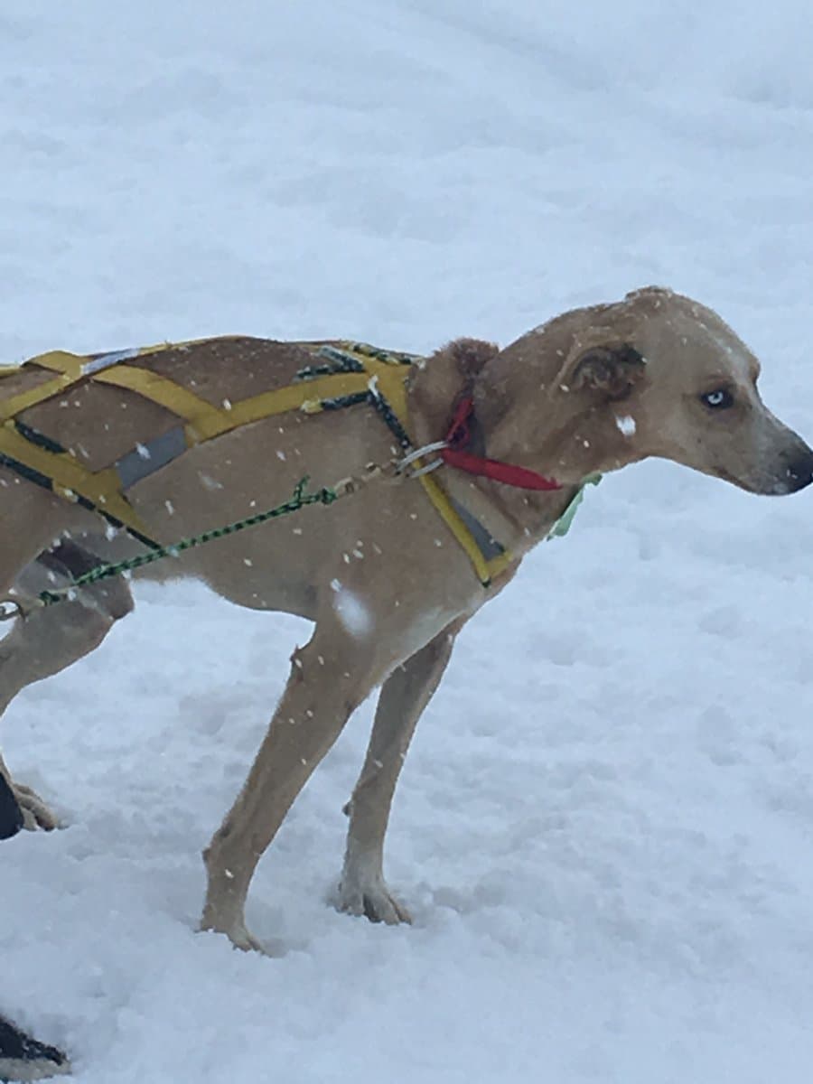 A sled dog in the Pedigree Stage Stop Race in Pinedale, February 2017. U.S. Forest Service.